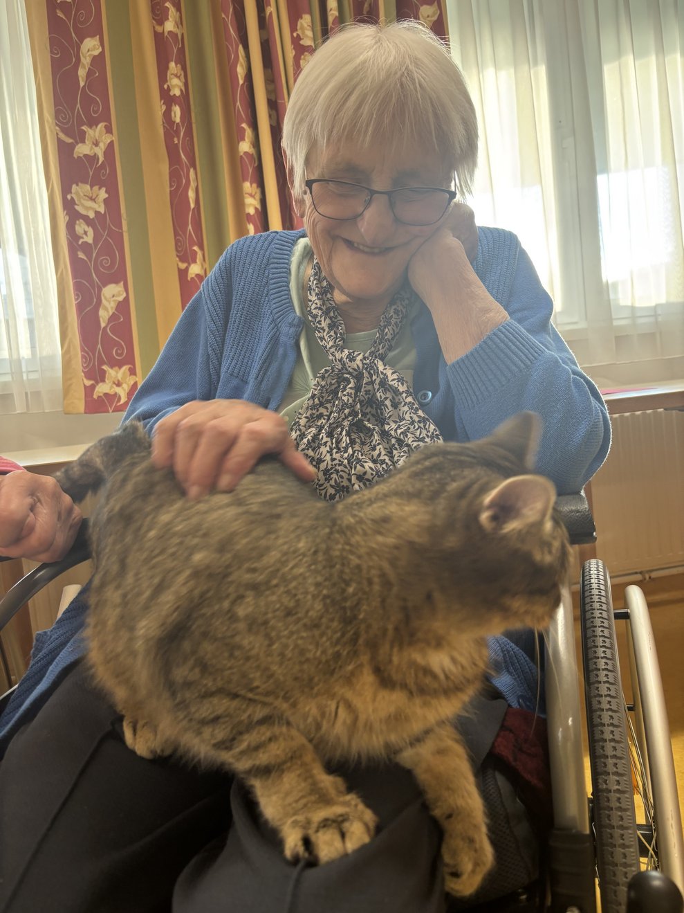 der Kater macht es sich gemütlich