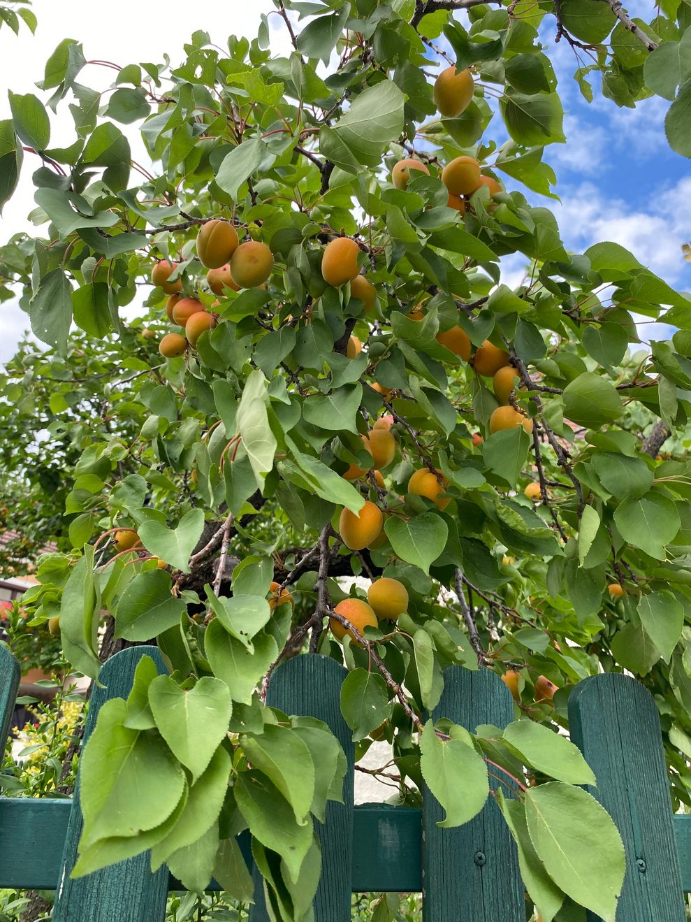 Marillen Baum.