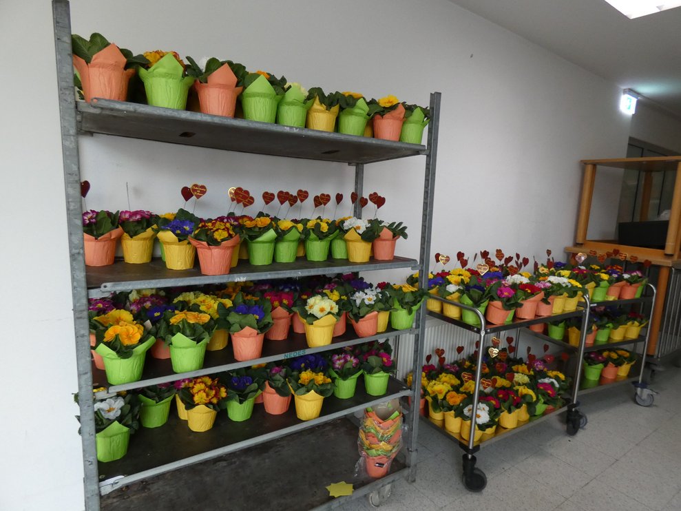 viele Primel