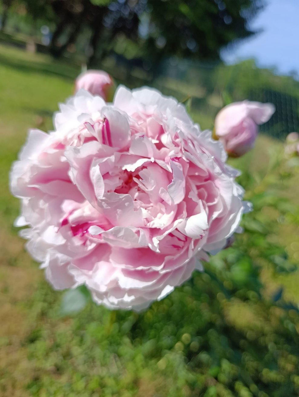 Rosa Blume.