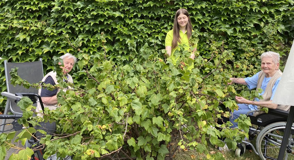 ... die Ribisel im Hausgarten...