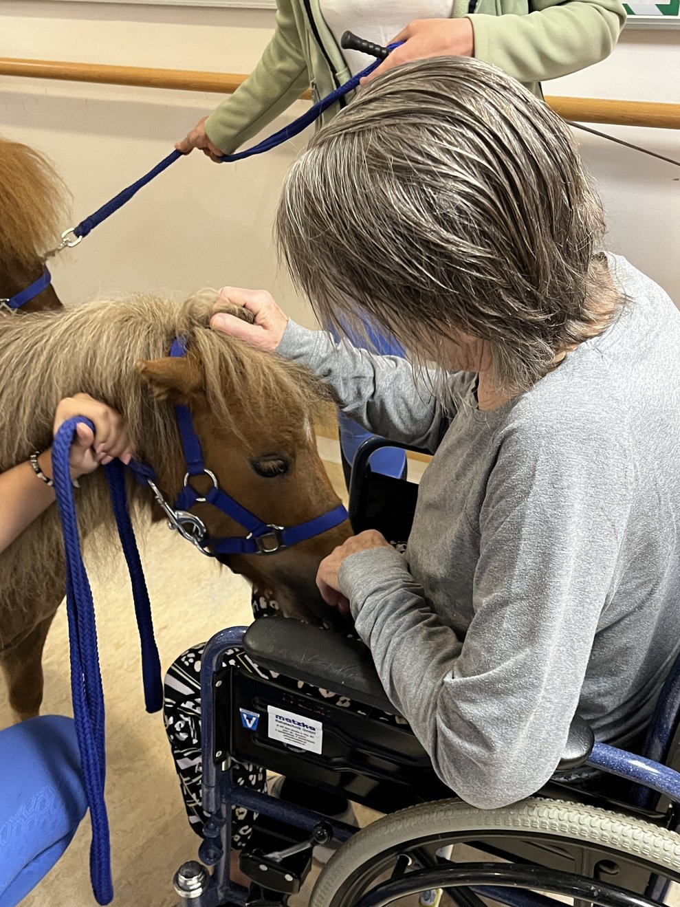 Pony mit Bewohnerin