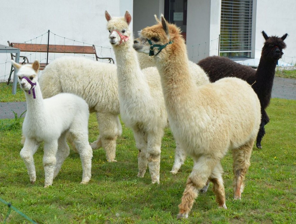 Alpakas