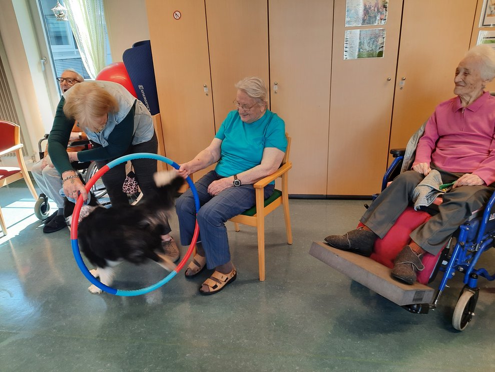 Der Hund hüpft durch einen Reifen, welcher von einer Dame gehalten wird.