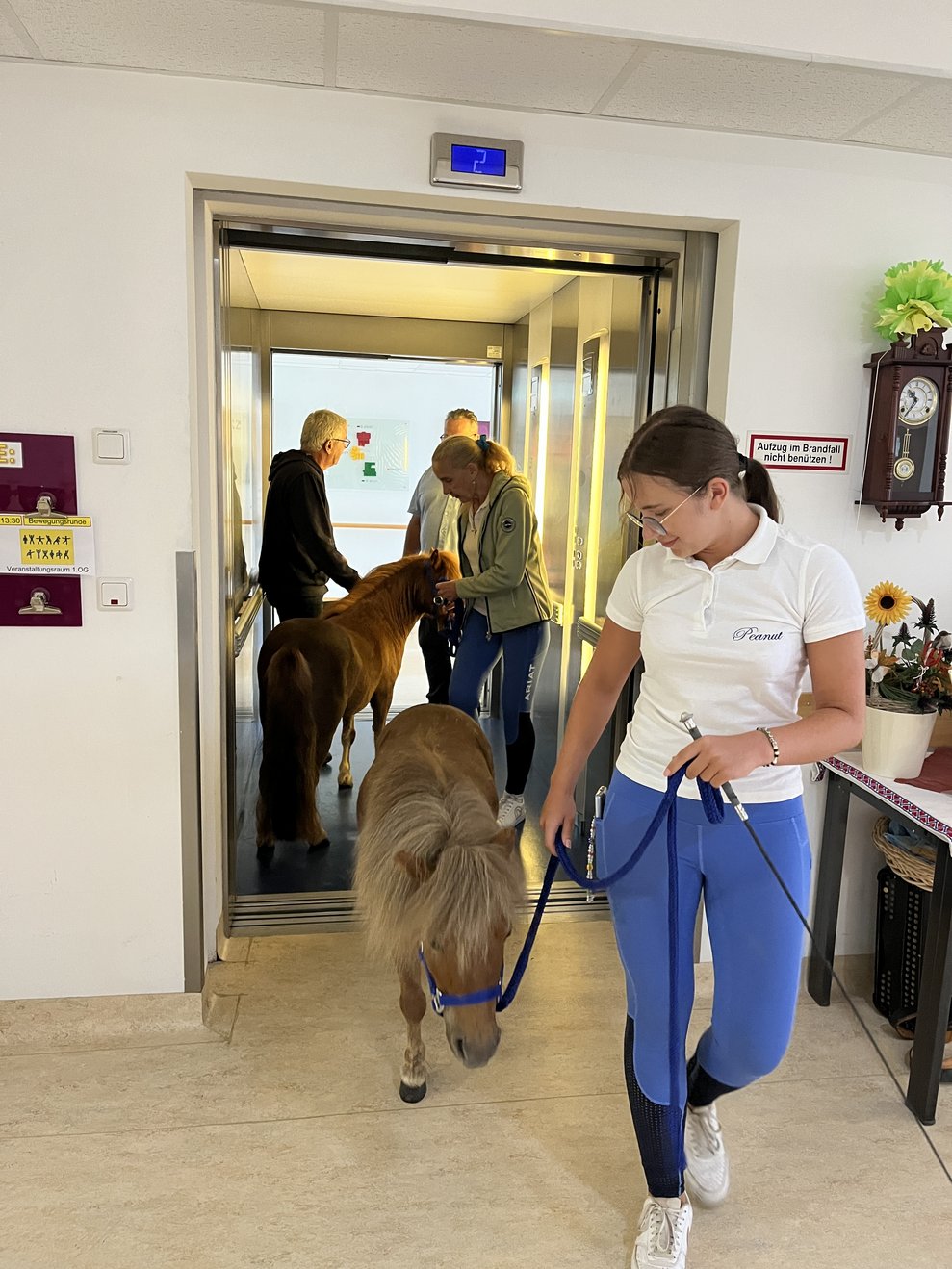 Zwergponys fahren Aufzug