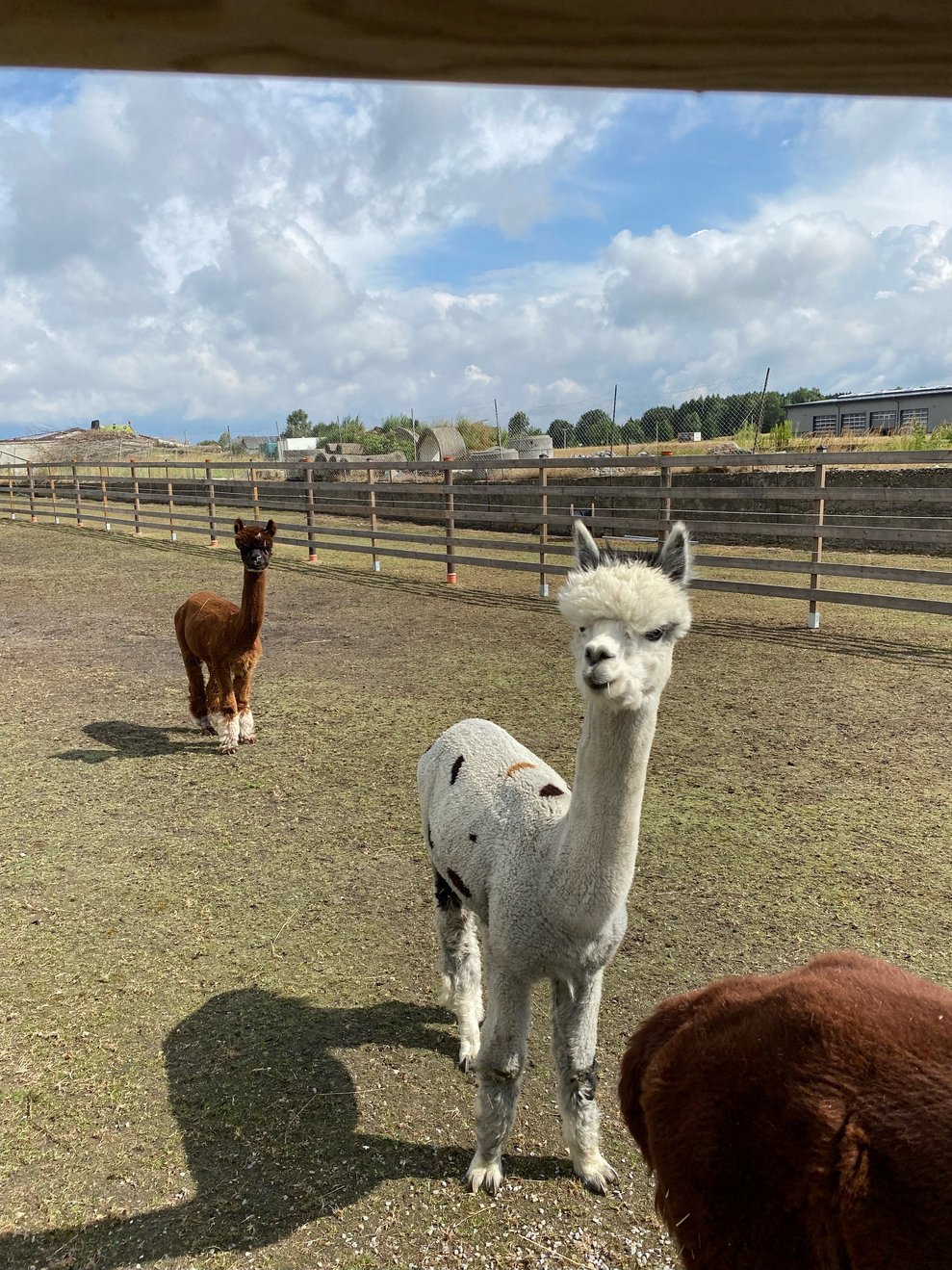 Besuch bei den Alpakas