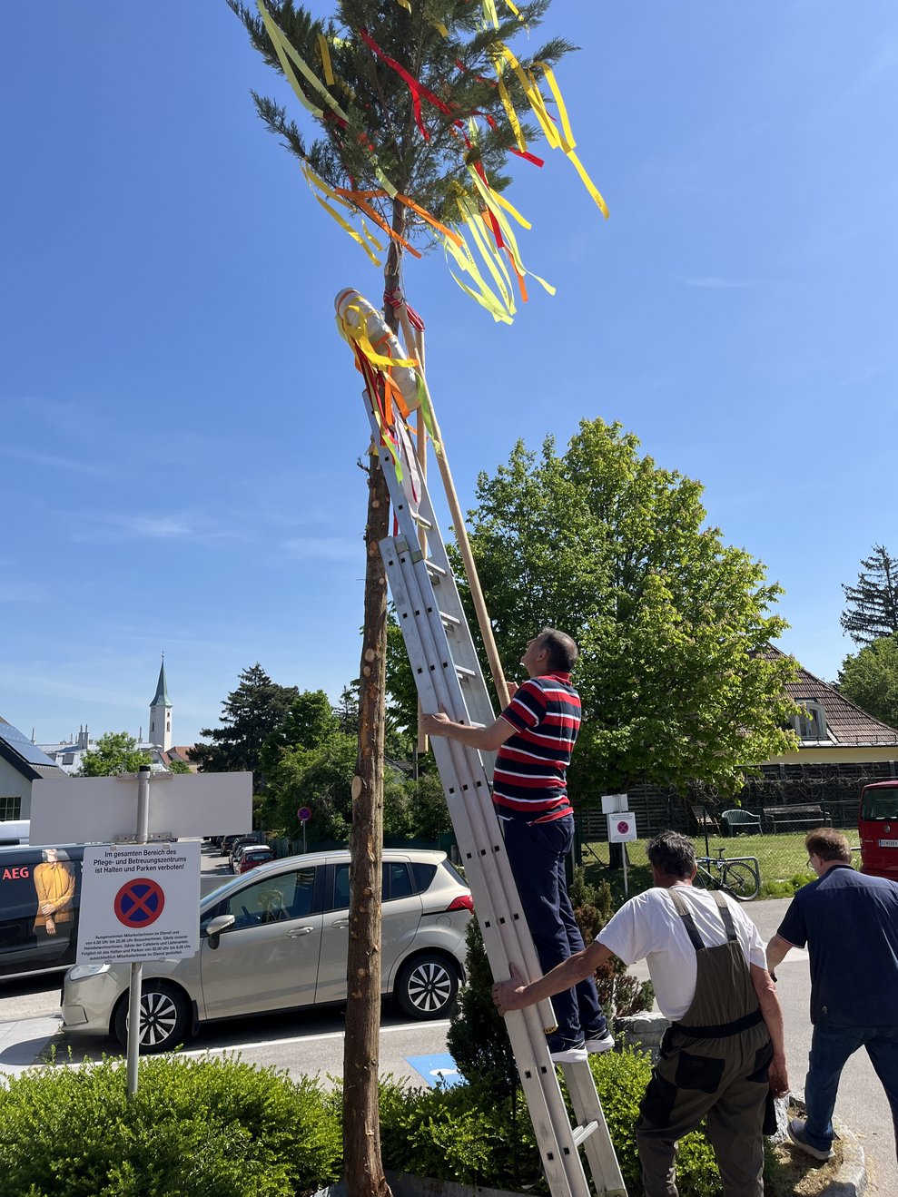 Maibaum aufstellen