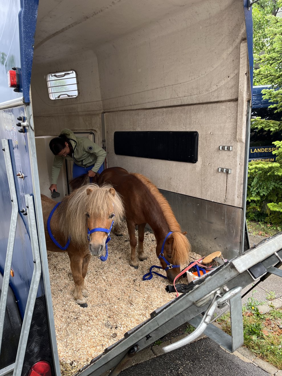 Zwergponys im Anhänger