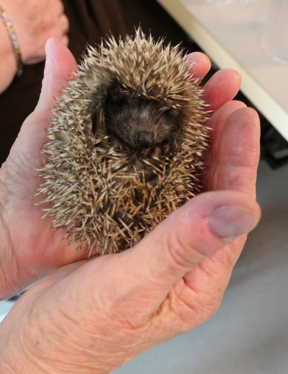 Ein Igel zusammengerollt auf der Hand.