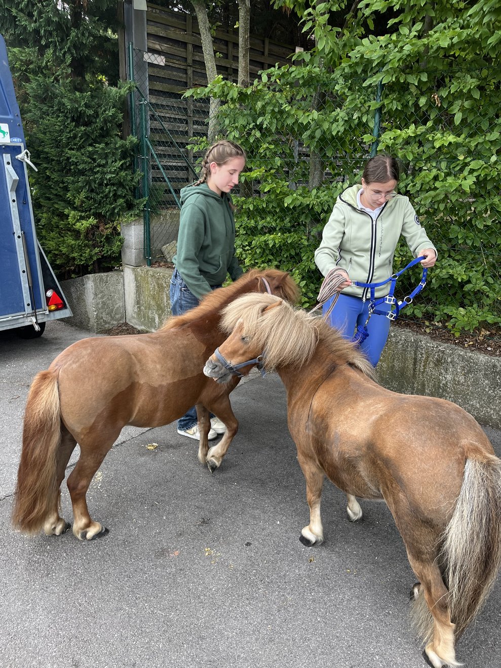 Zwei Ponys