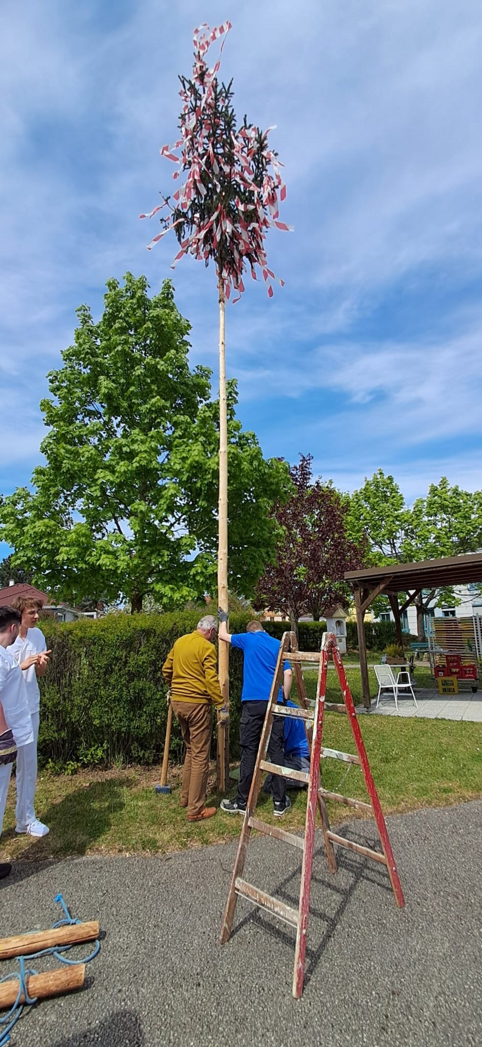 Aufgestellter Maibaum im Garten.