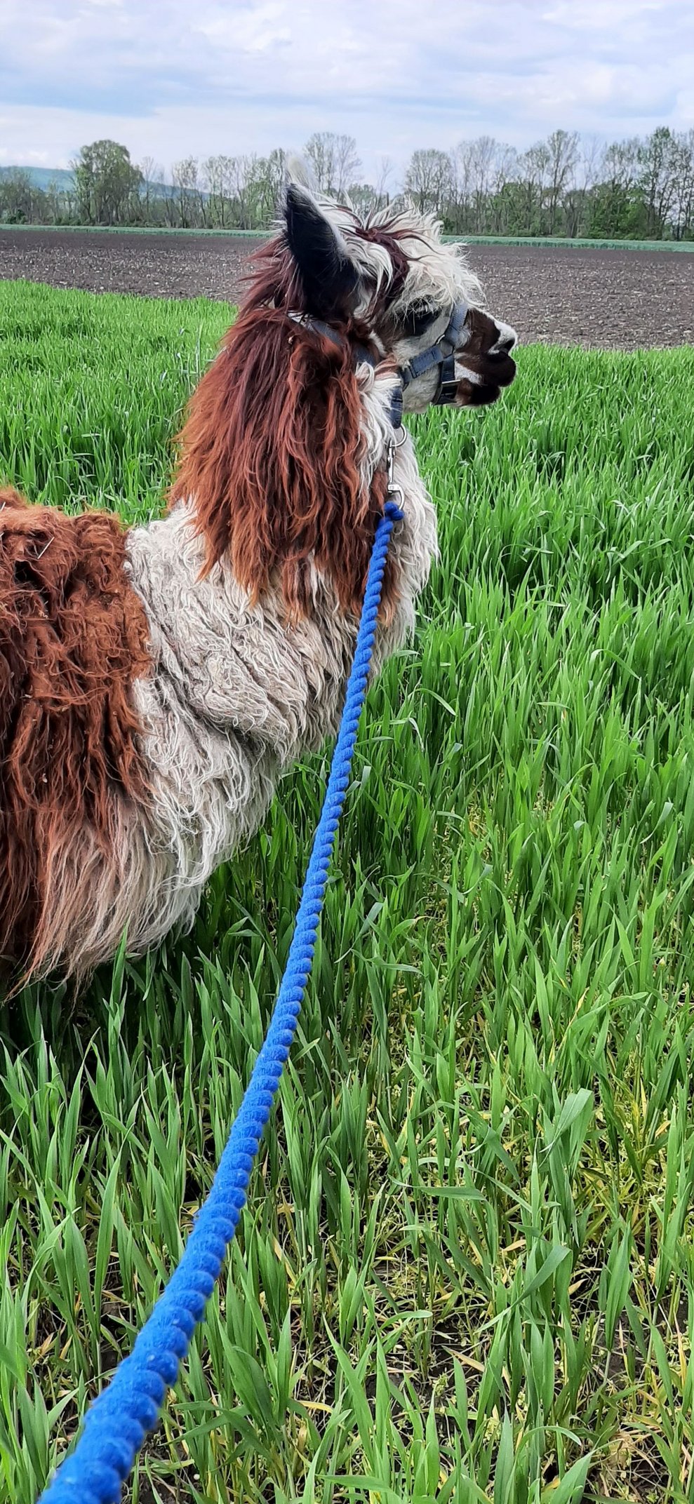 Lama