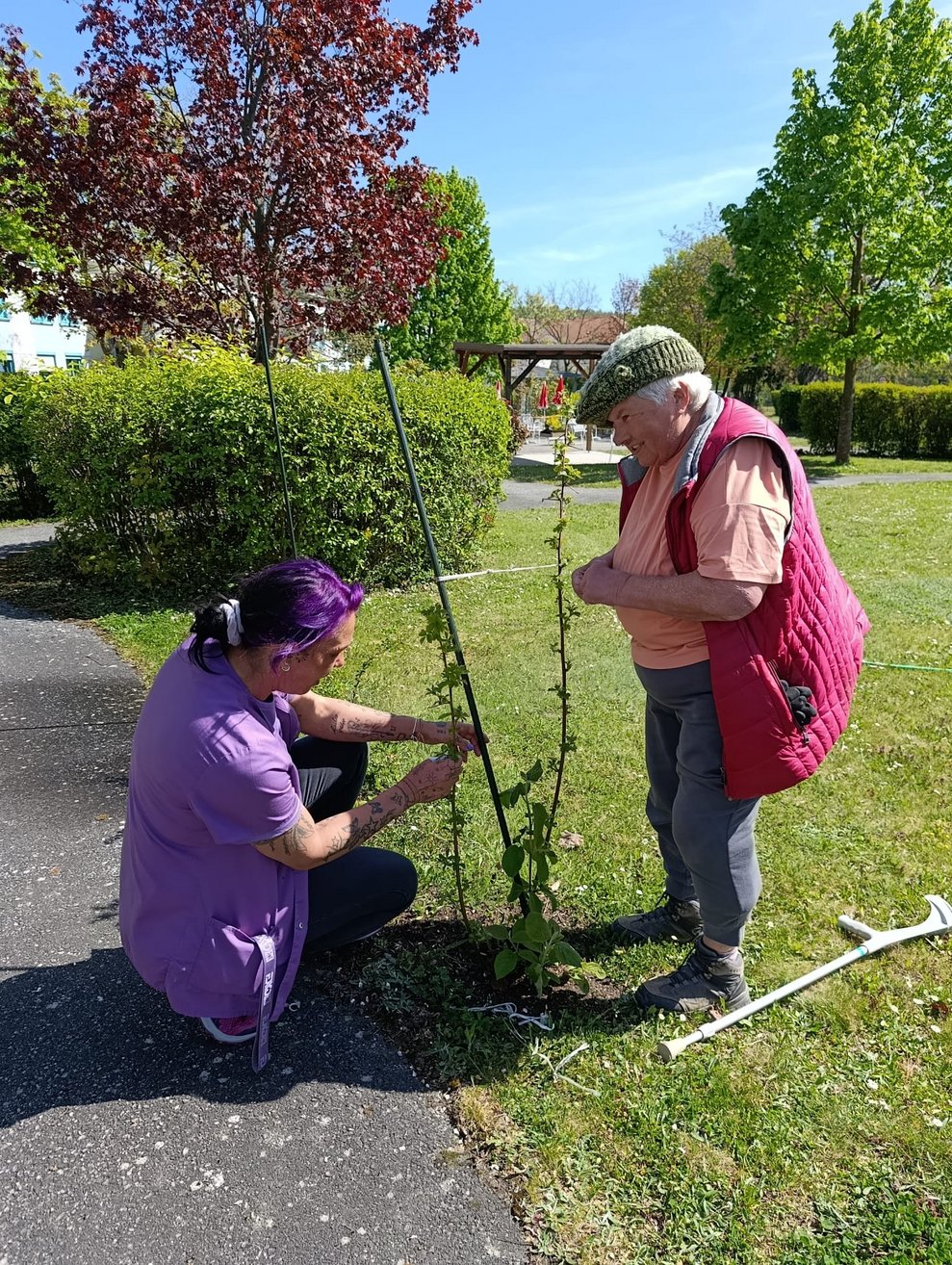 Alltagsbegleiterin und Bewohnerin beim Pflanzen des Birnenbaumes.