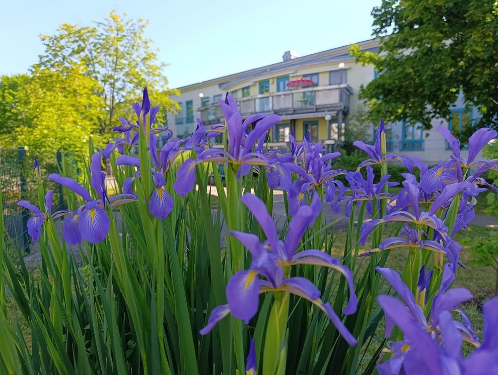 Viele lila Blumen.