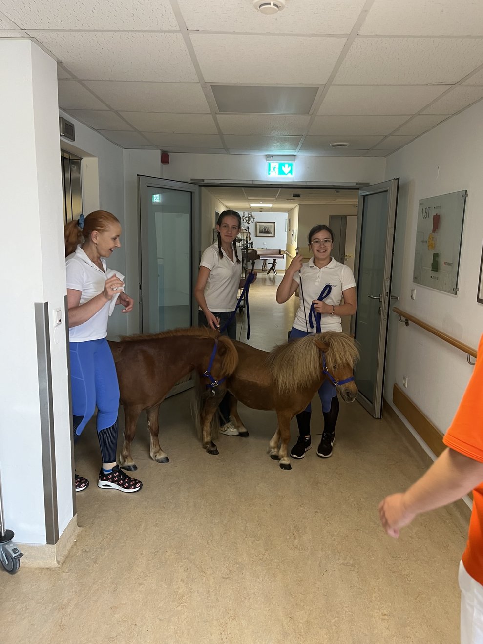 Ponys im PBZ