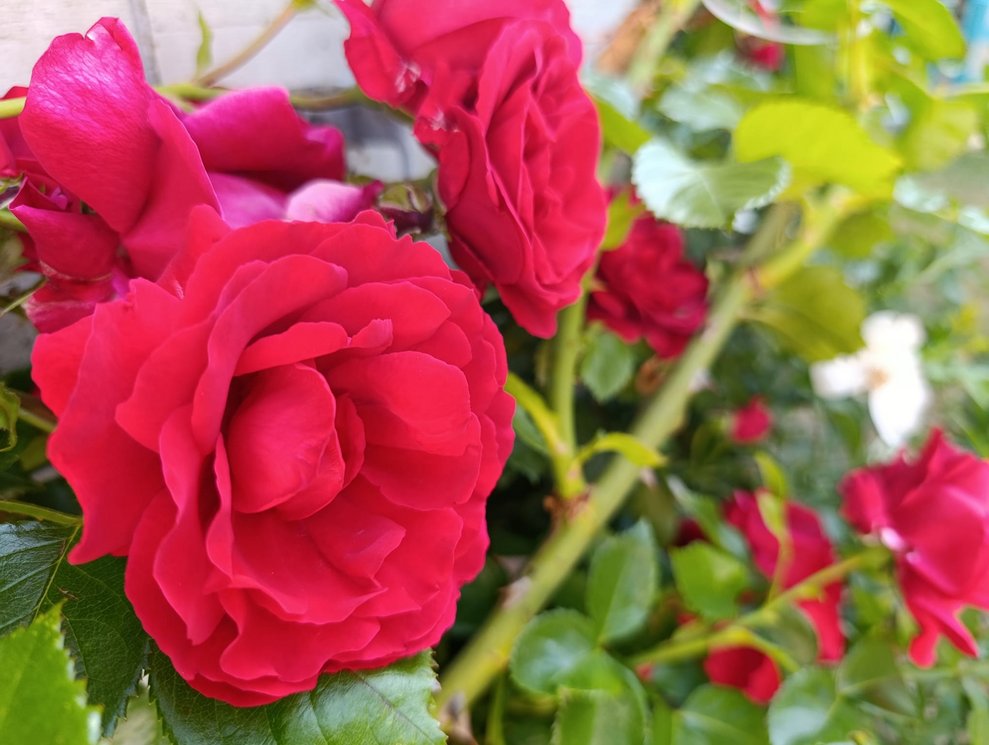 Rote Rosen.