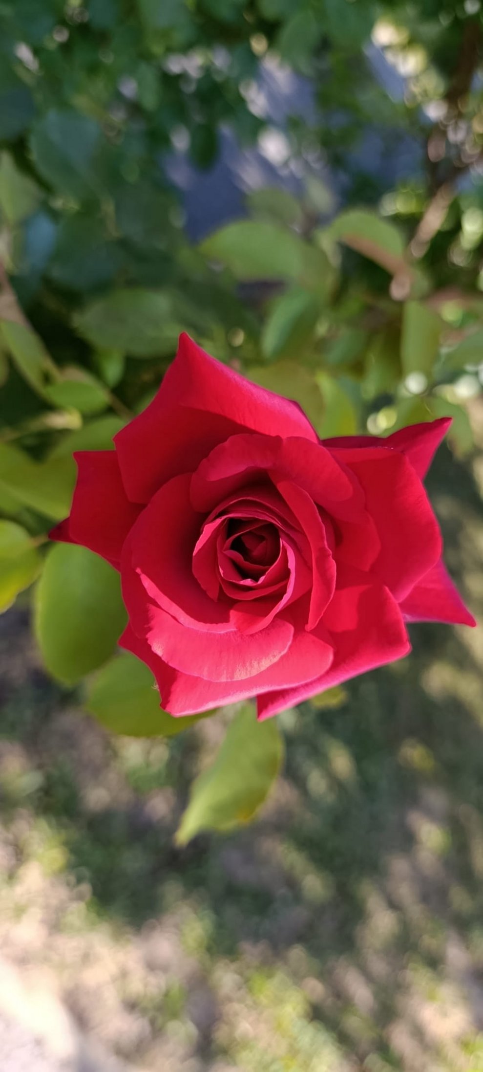 Rote Rose.