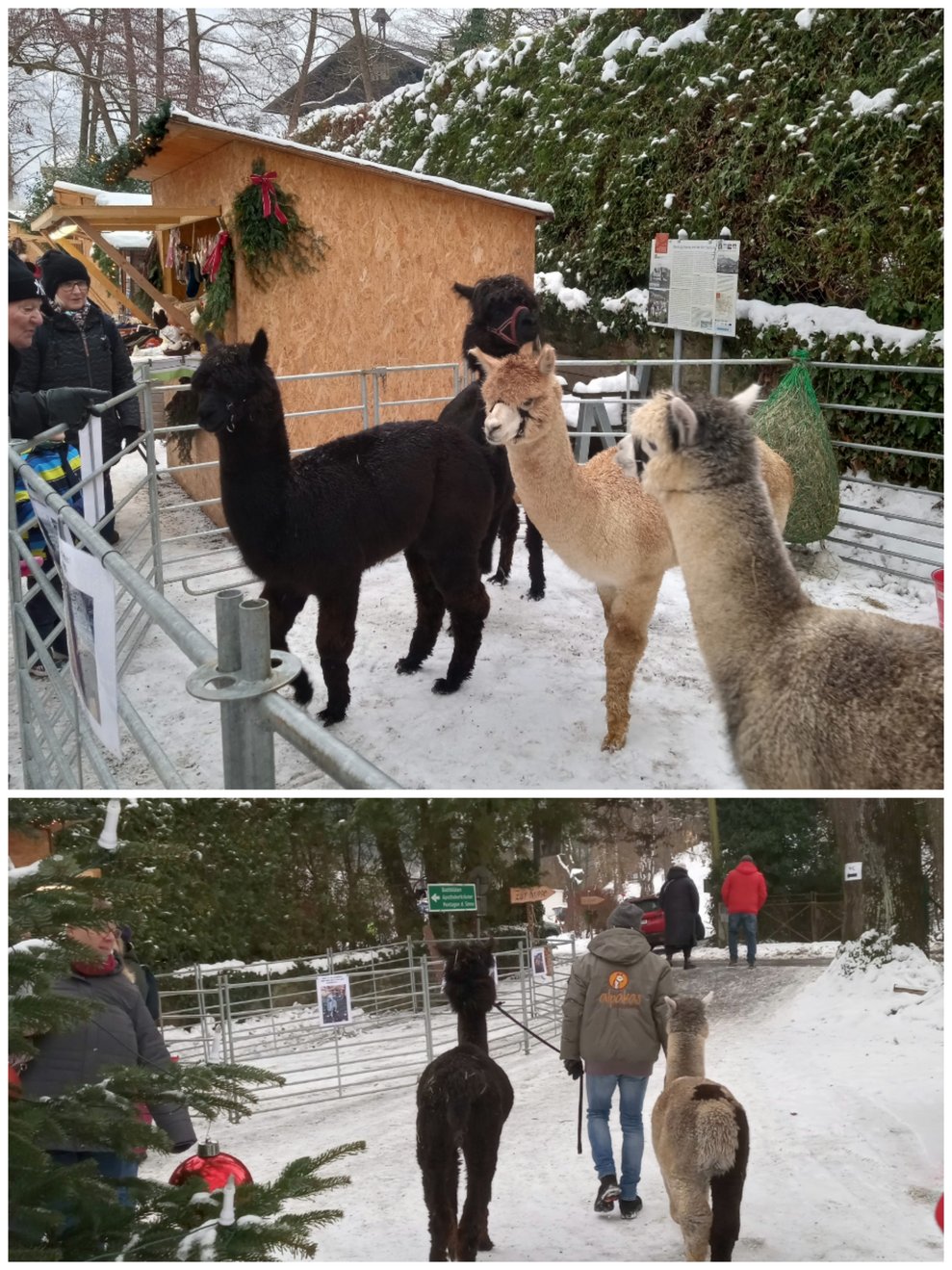Tierische Gesellen.