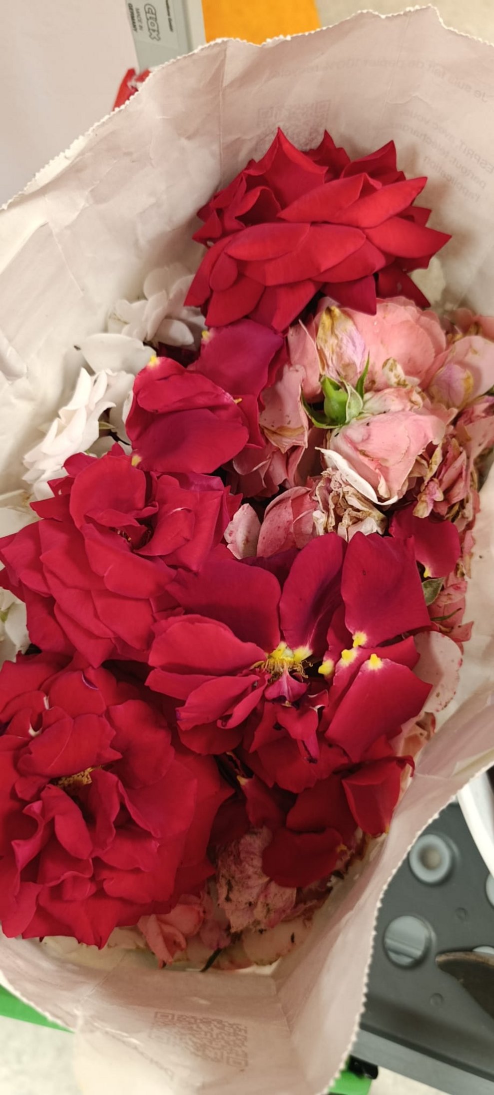 Viele abgezupfte Rosenblütenblätter.