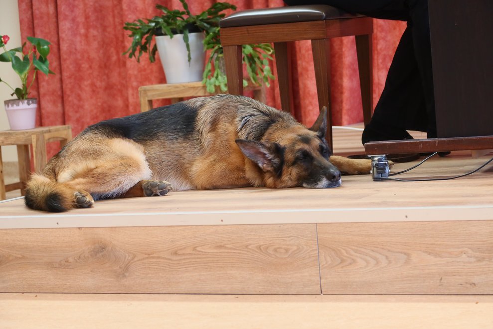 Hund