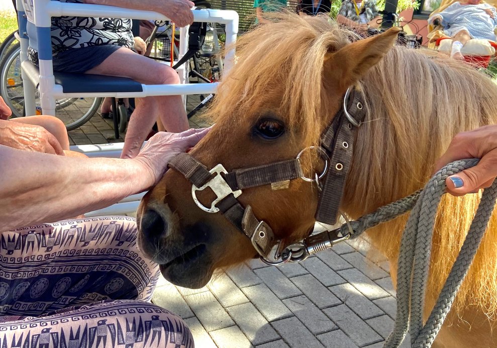 Pony
