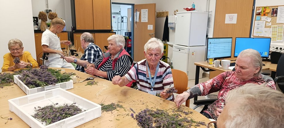 Personen binden Lavendelbuschen.