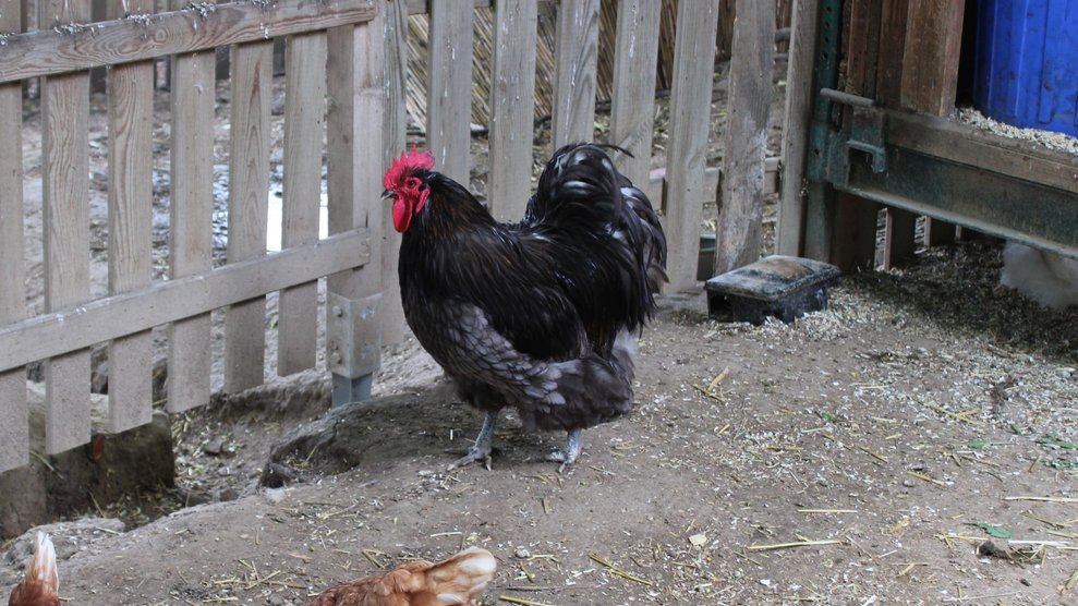 Besuch bei Huhn und Kuh