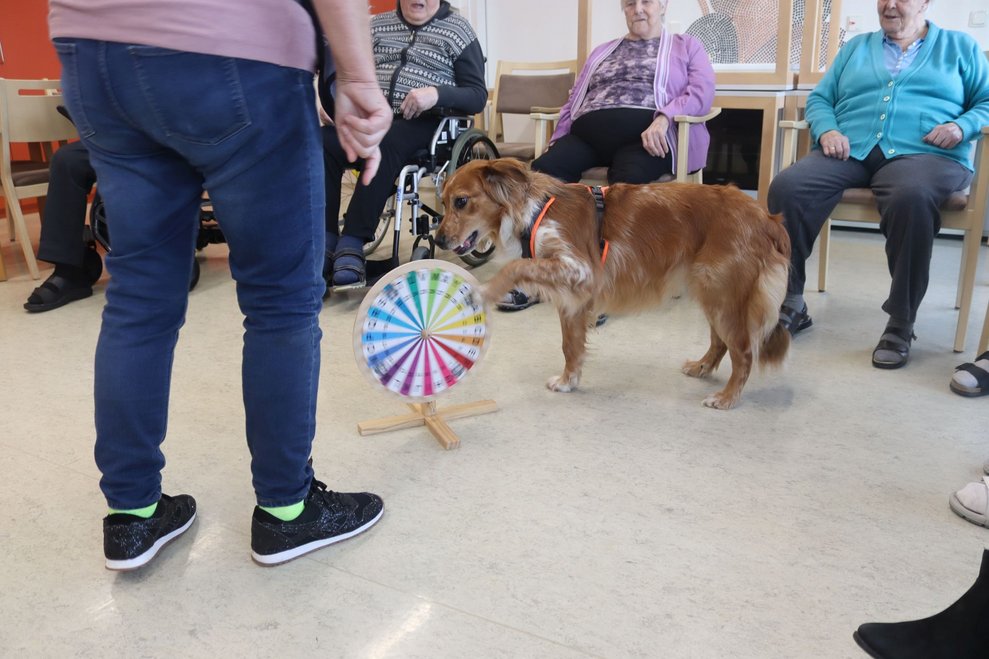 Hundetherapie mit Lucy
