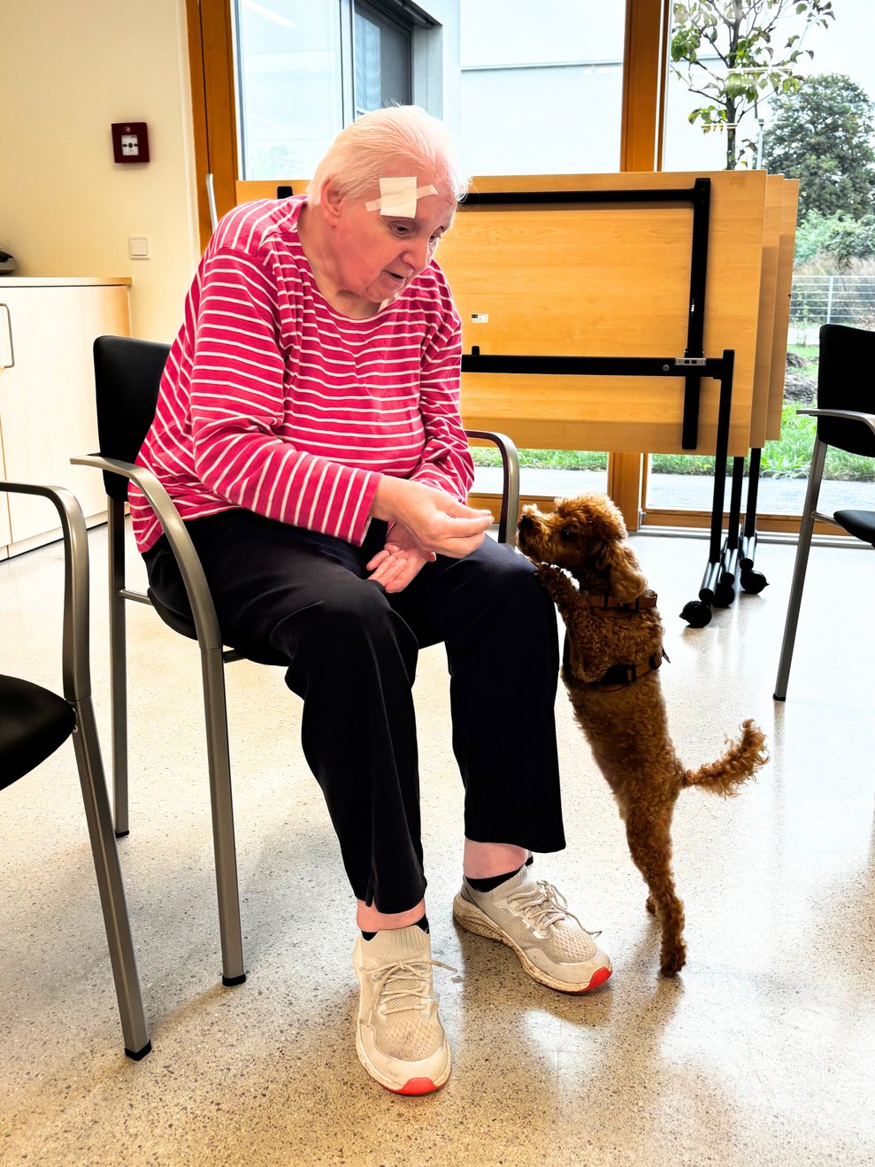 Hundetherapie 