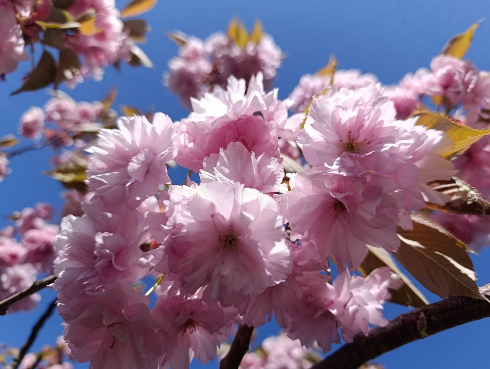 Rosa Blüten vom Baum.