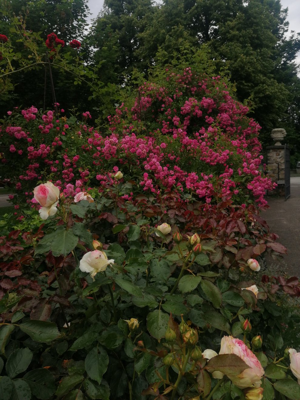 Rosengarten 3 