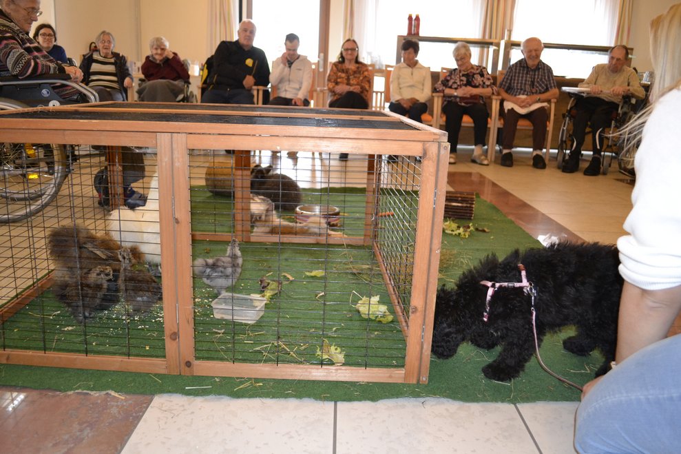 Tiere im Käfig