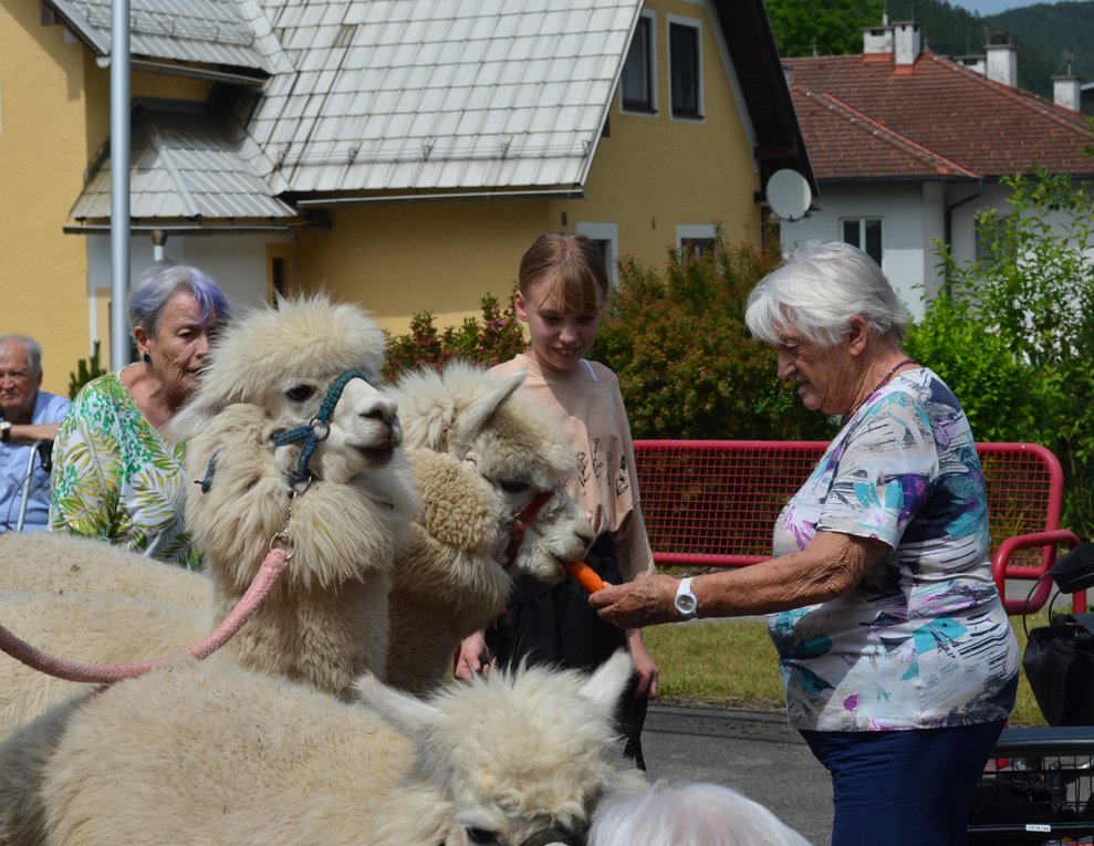 Bewohnerin füttert Alpakas