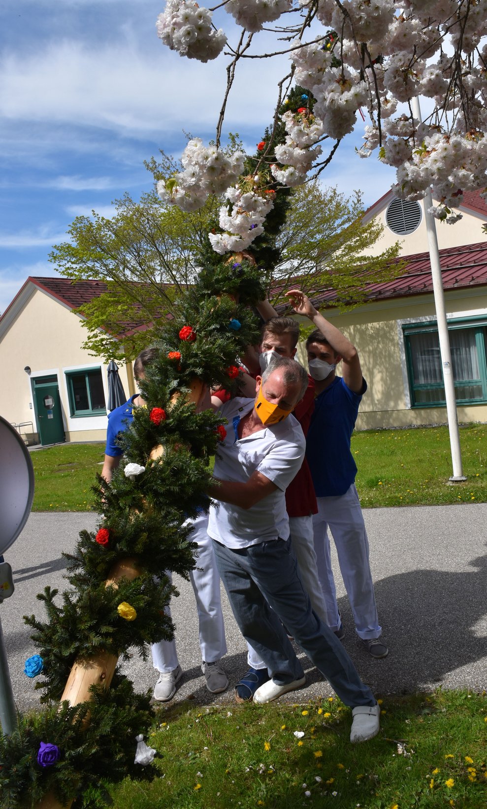 Maibaum wird aufgestellt