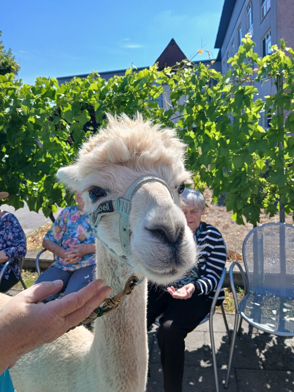 Alpaka