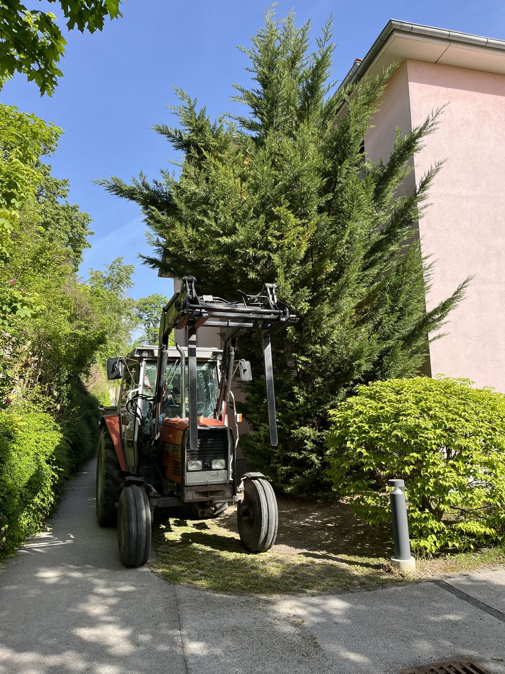 Leyland Zypresse