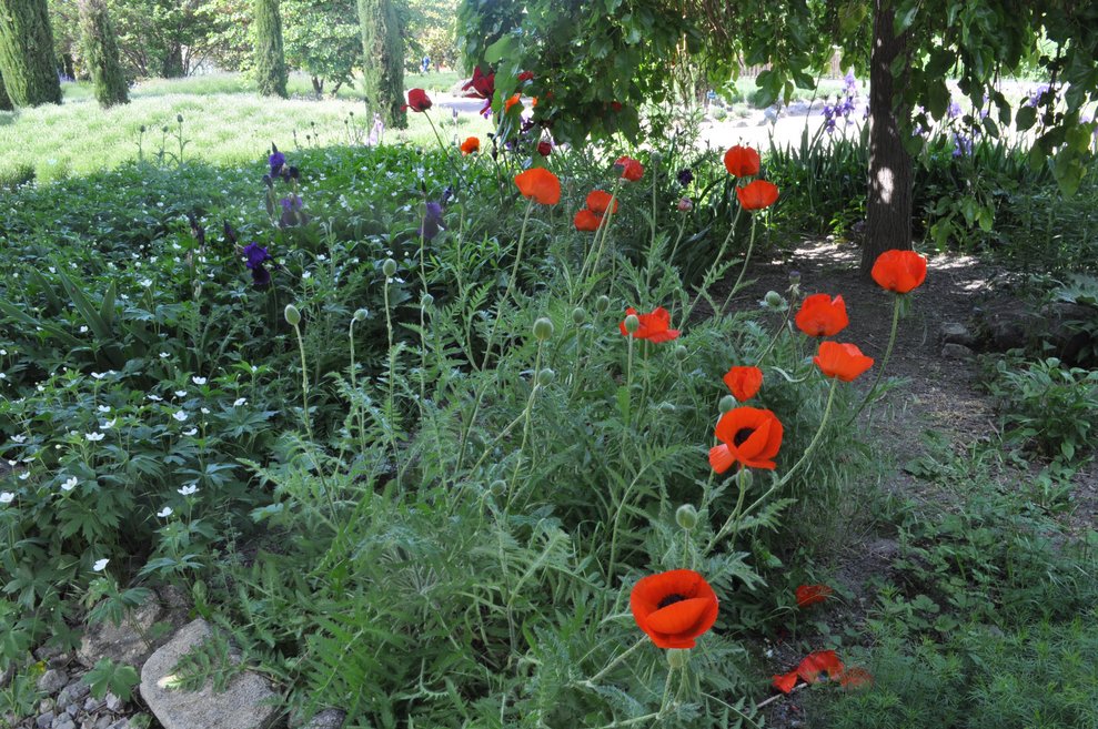 Mohnblumen