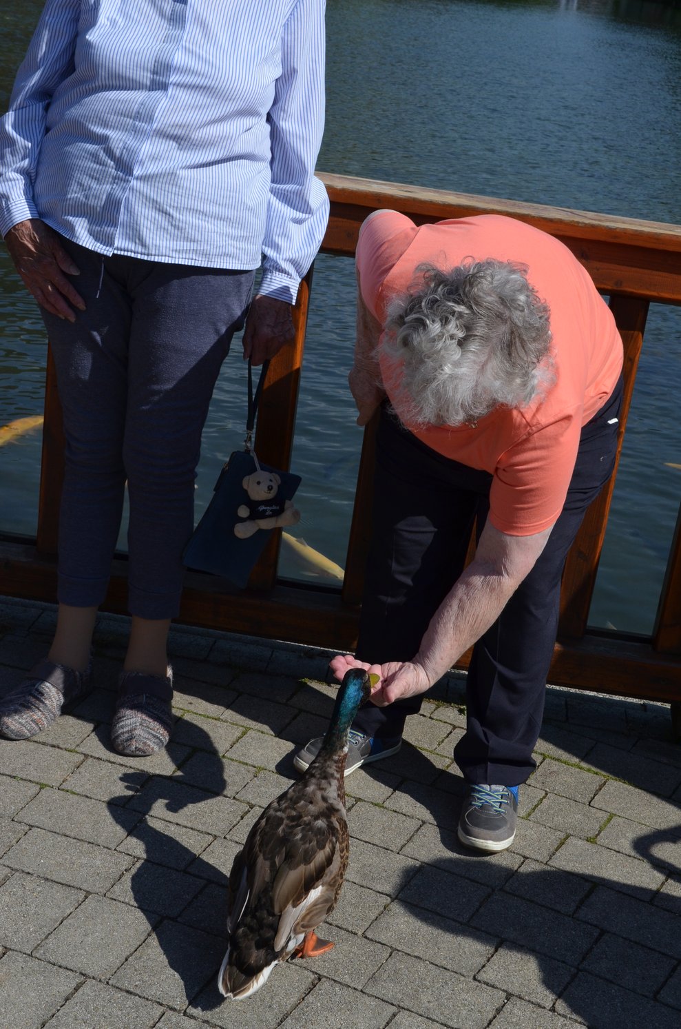 ganz sanft frisst die Ente aus der Hand einer Bewohnerin. 