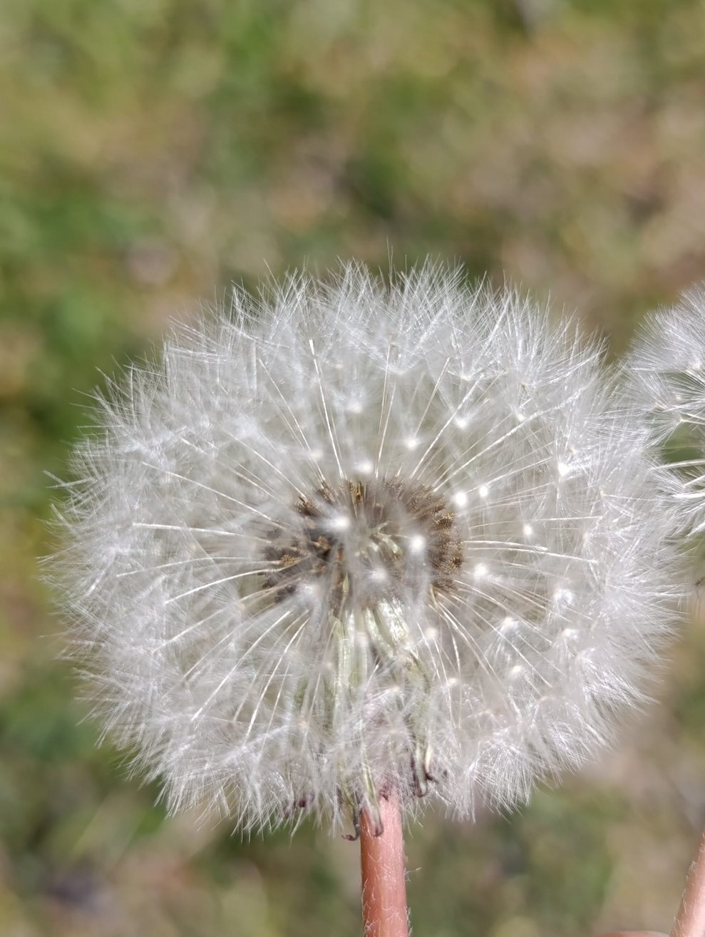 Pusteblume
