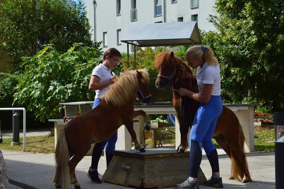 Zwergponys