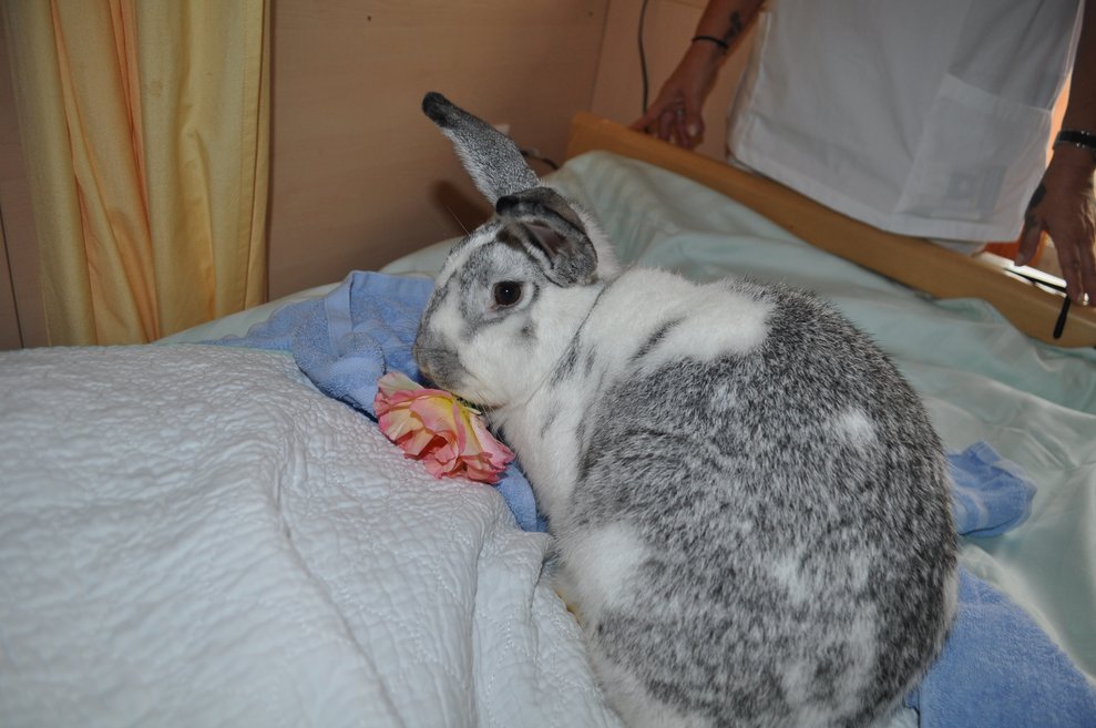 ein Hase im Bett