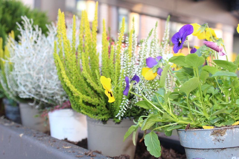 Herbstblumen