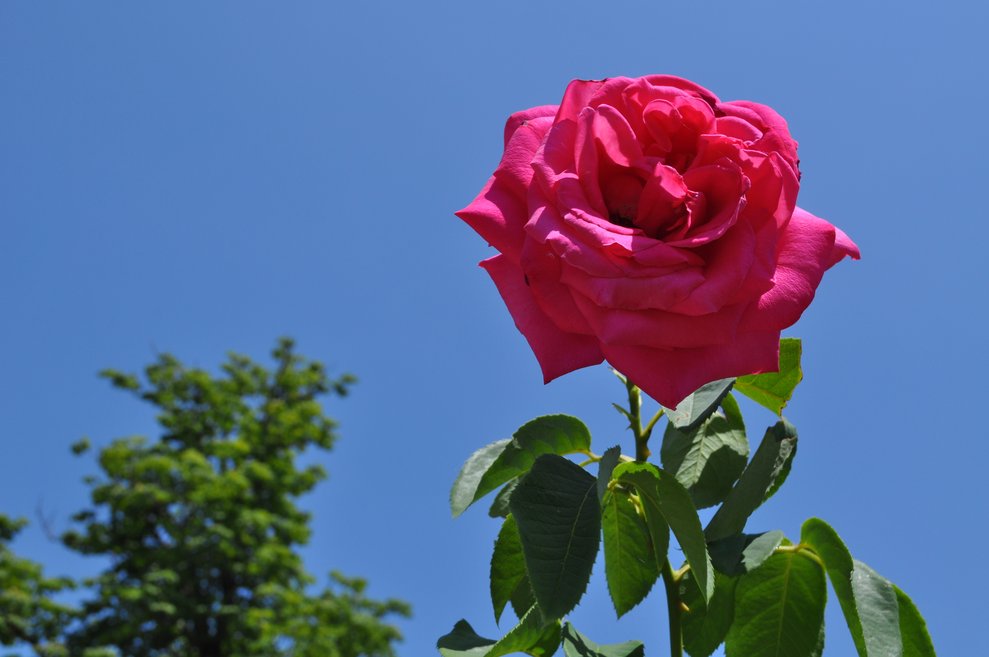eine pinke Rosenblüte