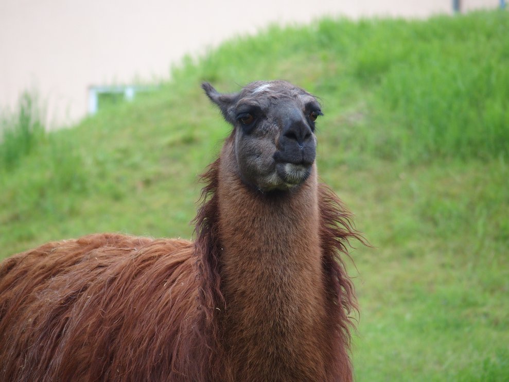 Lama