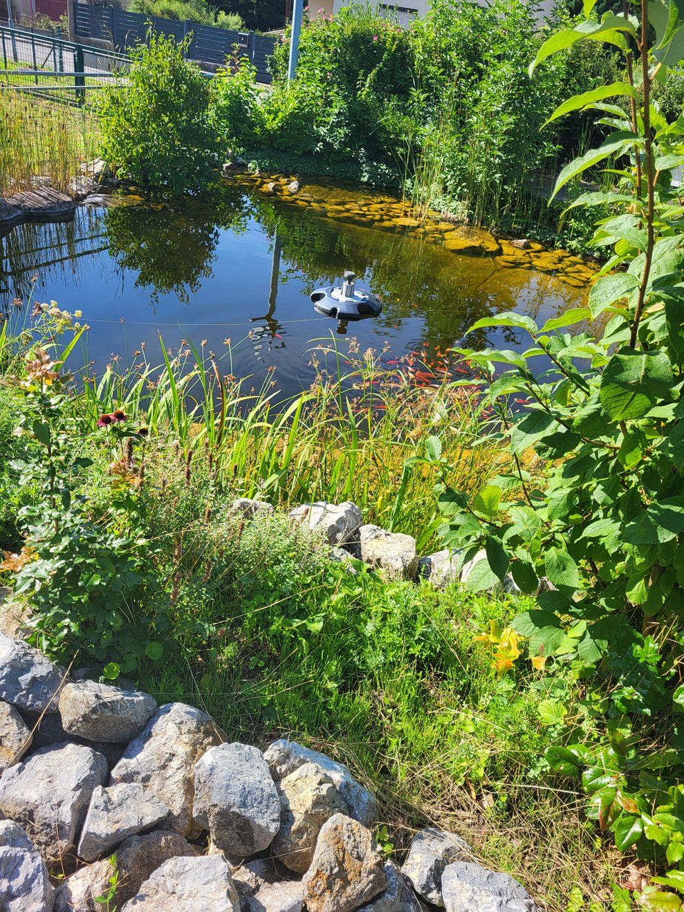 Teich