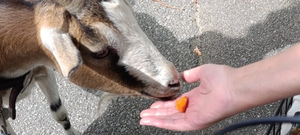 Flache Hand hält Ziege ein Karottenstück hin.