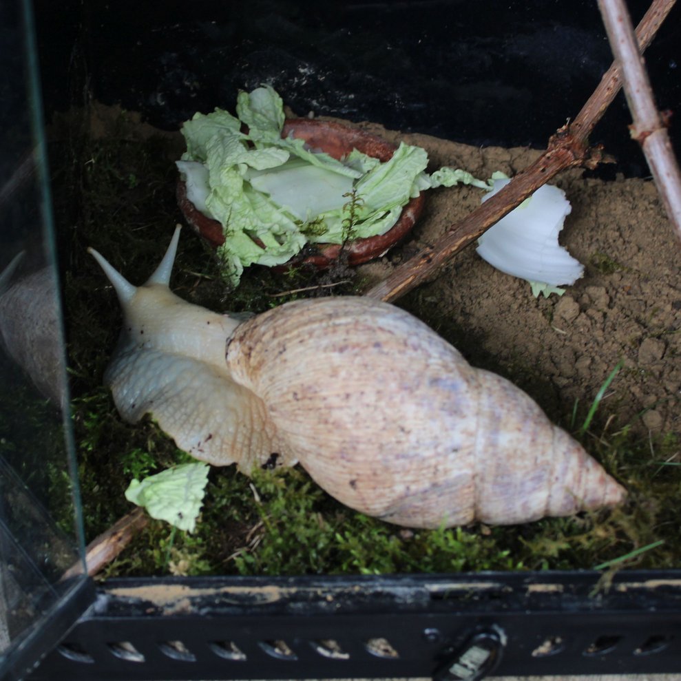 Besuch bei Huhn und Kuh