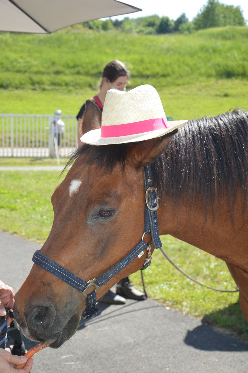 Pferd trägt Hut