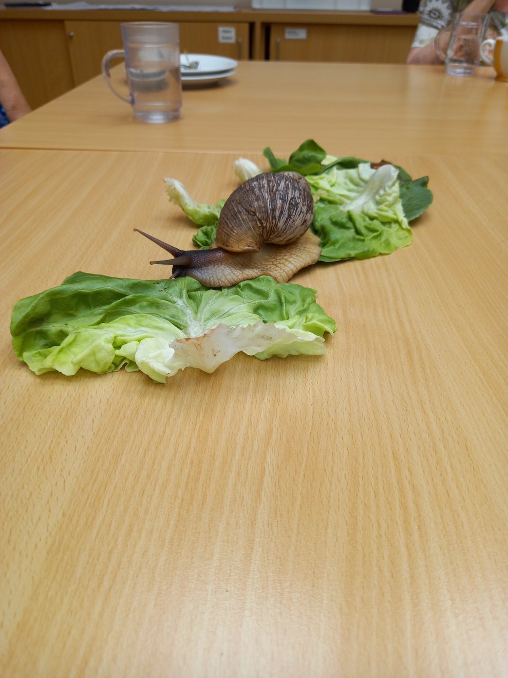Die Schnecken krabbelten auf die Salatblätter und die Bewohnerinnen konnten ihnen dabei zusehen.
