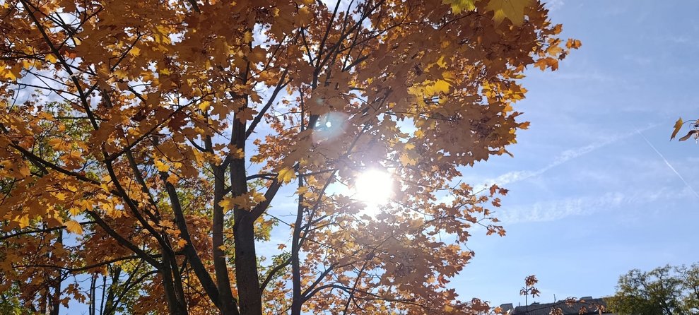 Sonne scheint durch das Herbstlaub vom Baum.